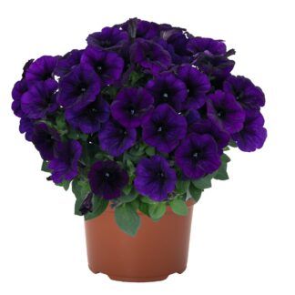 Петуния Sweetunia Lilac Blue 2026 (0,1л)