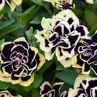 Петуния Midnight Gold от Завода ФЛОРА