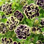 Петуния Midnight Gold от Завода ФЛОРА