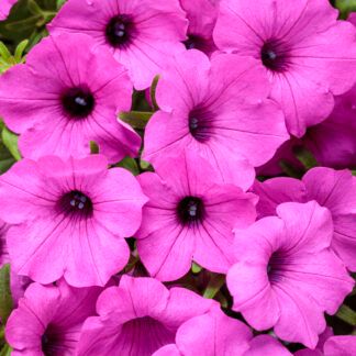 Петуния Supertunia Vista Jazzberry от Завода ФЛОРА