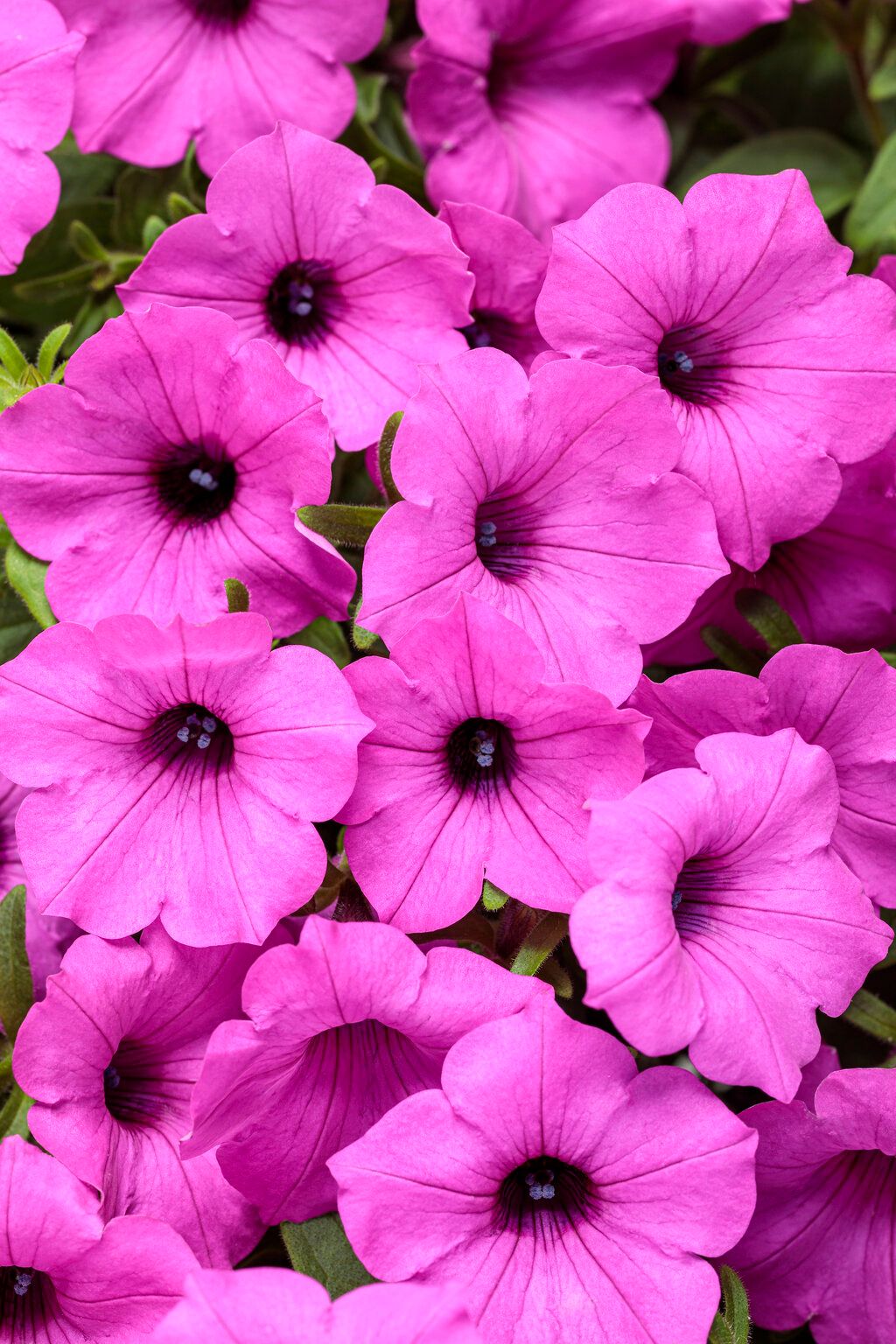 Петуния Supertunia Vista Jazzberry от Завода ФЛОРА