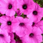 Петуния Supertunia Vista Jazzberry - фото 1 от Завода ФЛОРА