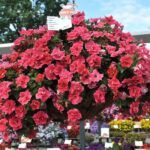 Петуния Origami Watermelon от Завода ФЛОРА