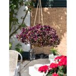 Петуния Peppy Bee - фото 1 от Завода ФЛОРА