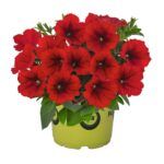Петуния Potunia Red  0,1л от Завода ФЛОРА