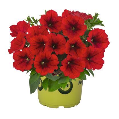 Петуния  Potunia Red (Sweetunia) (срезы/5шт)
