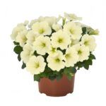 Петуния Potunia Popcorn от Завода ФЛОРА