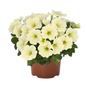 Петуния Potunia Popcorn (срезы/5шт)