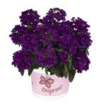 Вербена Empress Flair Blue от Завода ФЛОРА