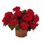 Вербена Empress Flair Red от Завода ФЛОРА