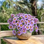 Калибрахоа Calibrachoa Tik Tok Sky Blue от Завода ФЛОРА