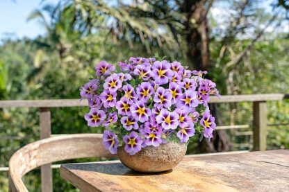 Калибрахоа Calibrachoa Tik Tok Sky Blue (0,1л)