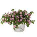 Бакопа Bahia Pink Sand от Завода ФЛОРА