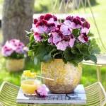 Пеларгония Королевская Elegance Jeanette - фото 1 от Завода ФЛОРА