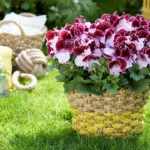 Пеларгония Королевская Elegance Jeanette - фото 2 от Завода ФЛОРА