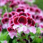 Пеларгония Королевская Elegance Jeanette - фото 3 от Завода ФЛОРА