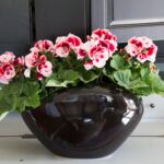 Пеларгония Королевская Elegance Tony - фото 1 от Завода ФЛОРА