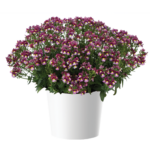 Немезия Menor Dual Bordeaux от Завода ФЛОРА