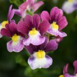 Немезия Menor Dual Bordeaux - фото 1 от Завода ФЛОРА