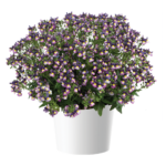 Немезия Menor Dual Purple от Завода ФЛОРА