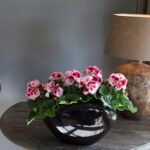 Пеларгония Королевская Elegance Tony - фото 2 от Завода ФЛОРА