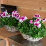 Пеларгония королевская Elegance Bravo - фото 2 от Завода ФЛОРА