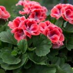 Пеларгония королевская Mandarin - фото 1 от Завода ФЛОРА