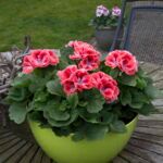 Пеларгония королевская Mandarin - фото 2 от Завода ФЛОРА