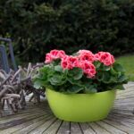 Пеларгония королевская Mandarin - фото 2 от Завода ФЛОРА