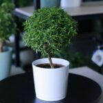 Мирт от Завода ФЛОРА