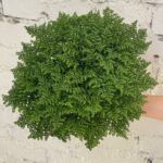 Пилея Моховидная от Завода ФЛОРА