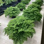 Пилея Моховидная - фото 4 от Завода ФЛОРА