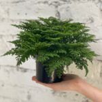 Пилея Моховидная - фото 3 от Завода ФЛОРА