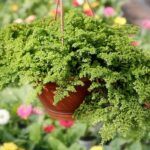 Пилея Моховидная - фото 2 от Завода ФЛОРА