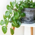 Плектрантус Южный от Завода ФЛОРА