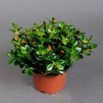 НЕМАТАНТУС от Завода ФЛОРА