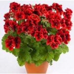 Пеларгония Candy Bright Red от Завода ФЛОРА