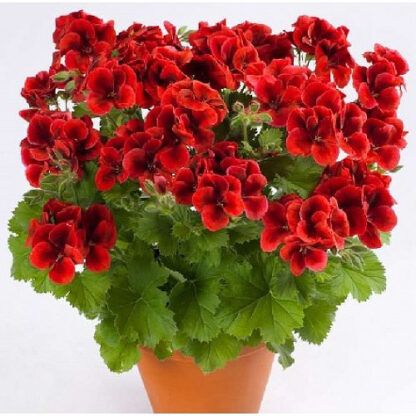 Пеларгония Candy Bright Red (0,1л)