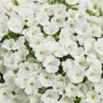 Петуния Mini Vista White от Завода ФЛОРА