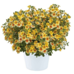 Джеймсбриттения STARDOM GOLDSTAR - фото 2 от Завода ФЛОРА