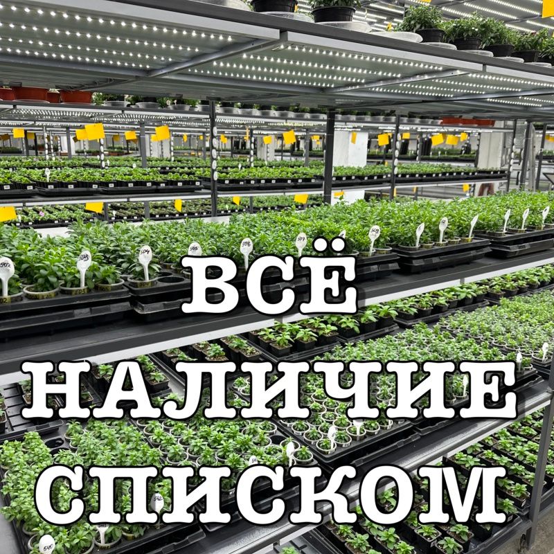 НАЛИЧИЕ