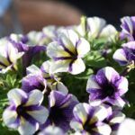 Петуния Peppy Blueberry Muffin - фото 1 от Завода ФЛОРА