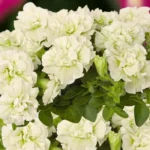 Петуния Origami White от Завода ФЛОРА