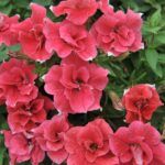 Петуния Origami Watermelon от Завода ФЛОРА