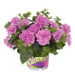 Петуния Origami Pink - фото 1 от Завода ФЛОРА