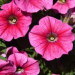 Петуния Sweetunia Rose Gem - фото 1 от Завода ФЛОРА