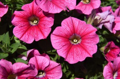 Петуния Sweetunia Rose Gem (0,1л) — изображение 2