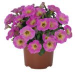 Петуния Sweetunia Baby Pink от Завода ФЛОРА