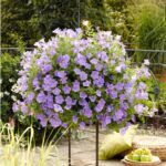 Петуния Sweetunia Surprise Blue Sky - фото 2 от Завода ФЛОРА