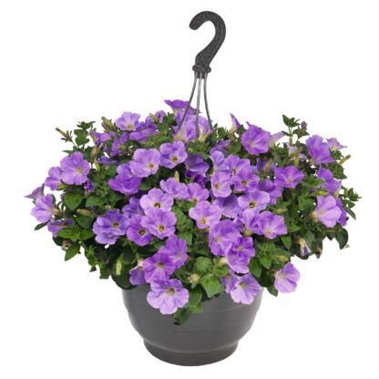 Петуния Sweetunia Surprise Blue Sky (0,1л) — изображение 2